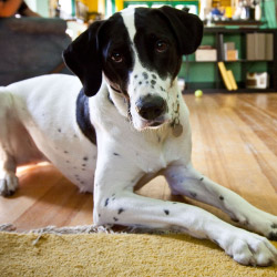 DogWatch of Delaware Valley, Parkesburg, Pennsylvania | Indoor Pet Boundaries Contact Us Image