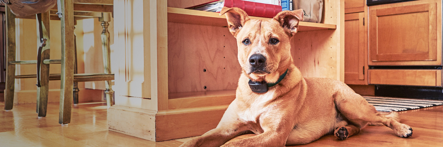 DogWatch of Delaware Valley, Parkesburg, Pennsylvania | Indoor Pet Fences Slider Image