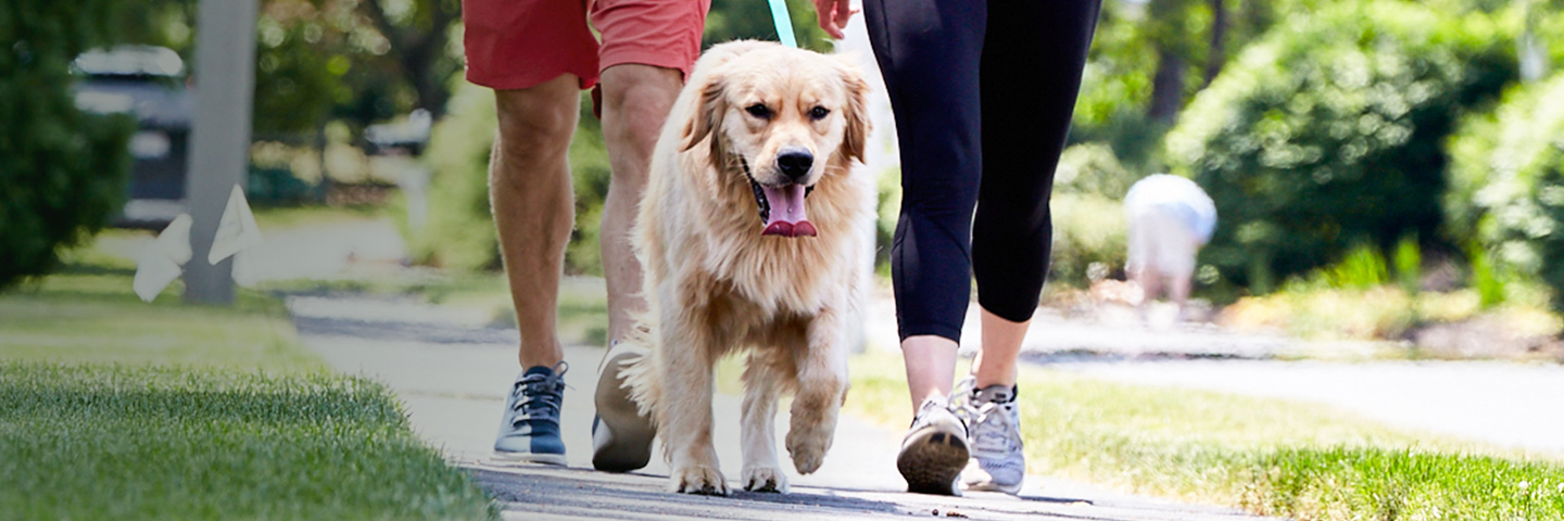 DogWatch of Delaware Valley, Parkesburg, Pennsylvania | SideWalker Leash Trainer Slider Image